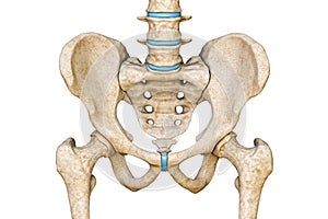 Anterior or front view of human male pelvis, sacrum, lumbar spine and femur bones isolated on white background 3D rendering