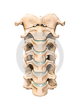 Anterior or front view of the seven human cervical vertebrae isolated on white background 3D rendering illustration. Anatomy,