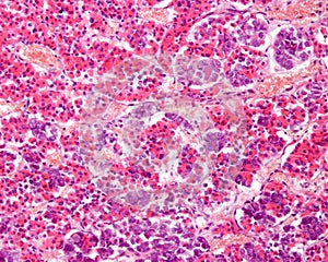 Anterior hypophysis. Acidophilic and basophilic cells