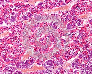 Anterior hypophysis. Acidophilic and basophilic cells