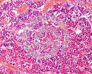 Anterior hypophysis. Acidophilic and basophilic cells