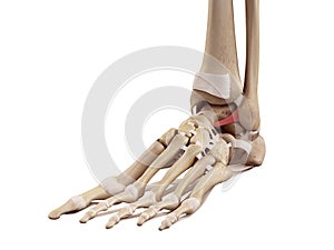 The anterior talofibular ligament