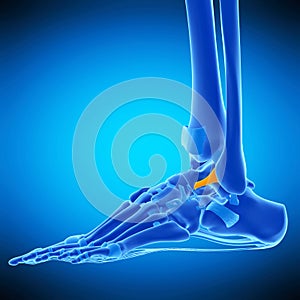 The anterior talofibular ligament