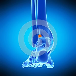 the anterior tibiofibular ligament