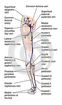 Anterior veins of the leg