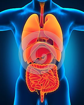 Anterior View of Human Body