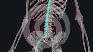 The anterolateral abdominal wall has an intricate supply of arteries and veins