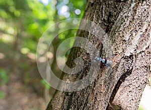 an anteroptus is crawling on the tree bark