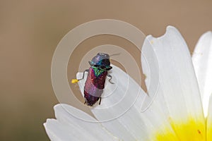 Anthaxia croesus