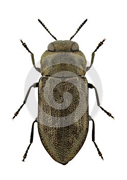 Anthaxia quadripunctata