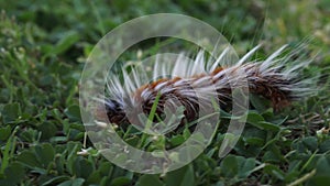 Anthela acuta moth caterpillar crawling on grass