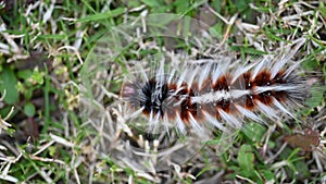 Anthelid acuta moth Above view caterpillar