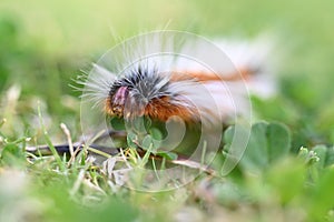 Anthelid acuta moth caterpillar crawlling on green garden grass