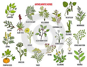 Anthelmintic or antihelminthic herbs collection photo