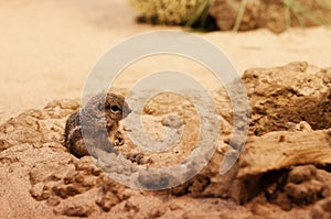 Anthelope ground squirrel