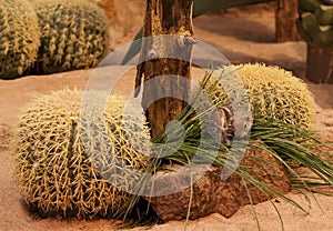 Anthelope ground squirrel