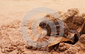 Anthelope ground squirrel