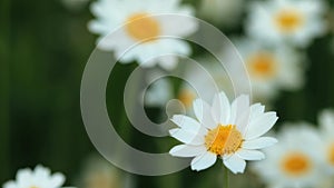 Anthemis arvensis, also known as corn chamomile, mayweed, scentless chamomile, or field chamomile is a species of