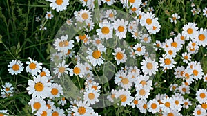 Anthemis arvensis, also known as corn chamomile, mayweed, scentless chamomile, or field chamomile is a species of