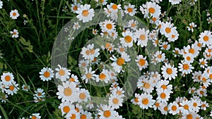 Anthemis arvensis, also known as corn chamomile, mayweed, scentless chamomile, or field chamomile is a species of