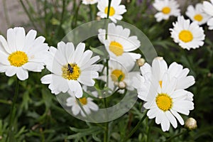 Anthemis arvensis known as corn chamomile, mayweed, scentless chamomile or field chamomile with insect in focus