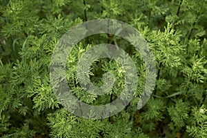 Anthemis arvensis plants