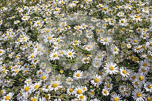 Anthemis cotula plants flowering in close-up.