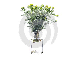 Anthemis cotula stinking chamomile in a glass vessel on a white background