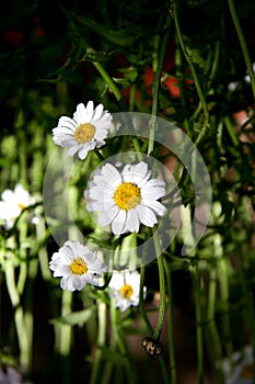 Anthemis maritima Seaside Chamomile Matricaria recutita