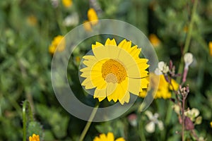 Anthemis tinctoria (Cota tinctoria or golden marguerite, yellow chamomile) flowers photo