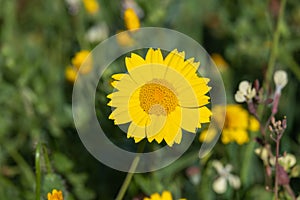 Anthemis tinctoria Cota tinctoria or golden marguerite, yellow chamomile flowers photo