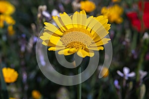 Anthemis tinctoria (Cota tinctoria or golden marguerite, yellow chamomile) flowers photo
