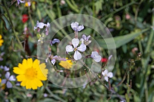 Anthemis tinctoria (Cota tinctoria or golden marguerite, yellow chamomile) flowers photo