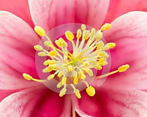 Anther of blossom from Aquilegia flower photo