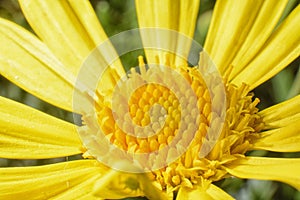 Anther of a yellow flower