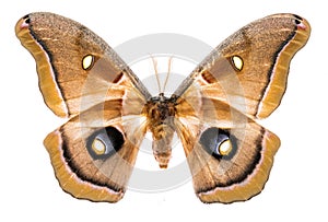 Antheraea polyphemus moth isolated on white