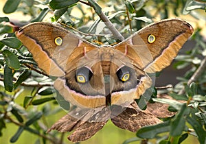 Antheraea polyphemus, the Polyphemus moth, is a North American member of the family Saturniidae,  giant silk moth photo