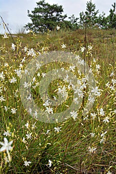 Anthericum ramosum blooms in nature in summer