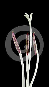 Anthers gladiolus