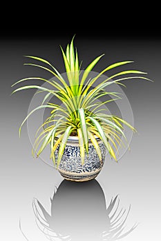 Anthesicum Vittatum in ceramic pot