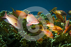 Anthia fish swimming in the Red Sea