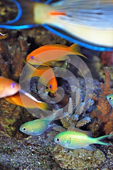 Anthias