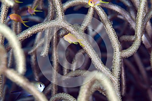 Anthias in branching coral taken in the Red Sea..