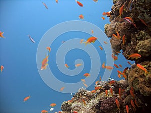 Anthias and coral