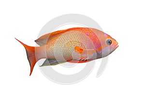 Anthias fish