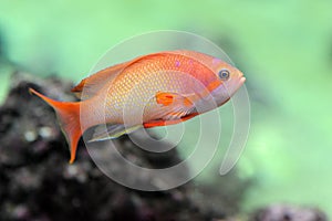 Anthias fish