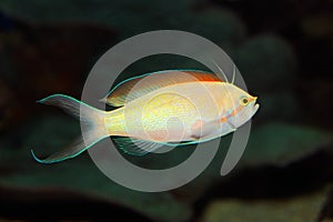 Anthias fish