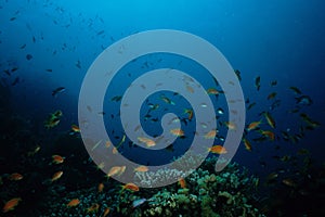 Anthias fish Red Sea photo