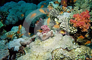 Anthias fish Red Sea photo