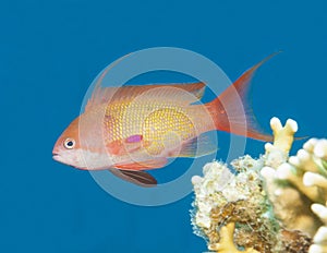 Anthias fish swimming in blue water